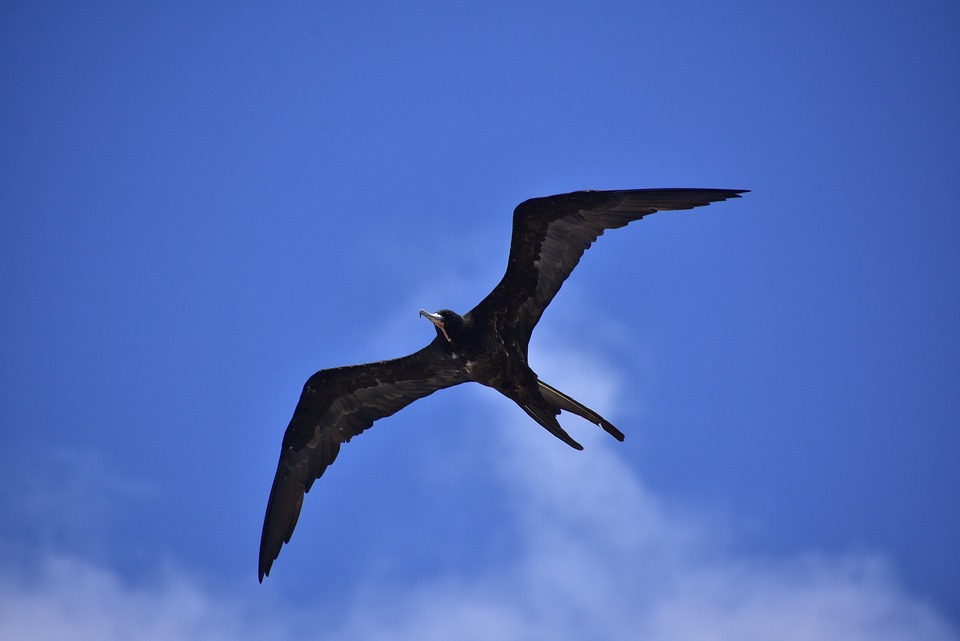 Ein hawaiianischer Fregattvogel gleitet mühelos in der Luft